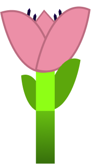 Tulipa